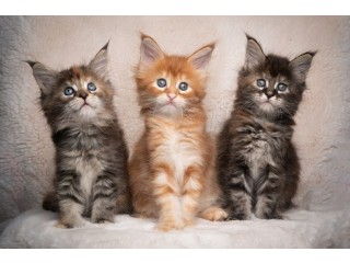 Pure Breed Maine Coon Kittens for sale