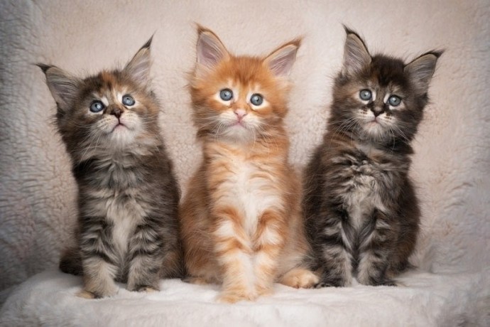 pure-breed-maine-coon-kittens-for-sale-big-0