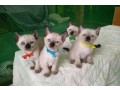 elegant-siamese-kittens-for-sale-small-0