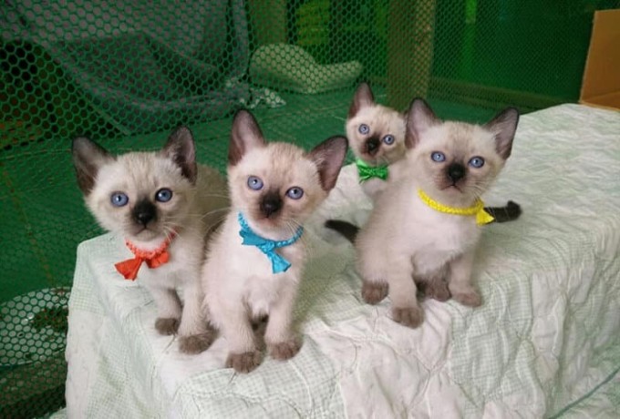 elegant-siamese-kittens-for-sale-big-0