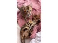 male-and-female-bengal-kittens-for-sale-small-0
