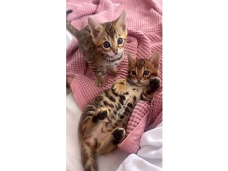 Male and Female Bengal kittens for sale