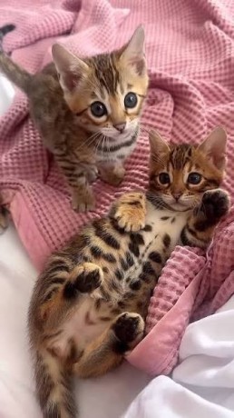 male-and-female-bengal-kittens-for-sale-big-0