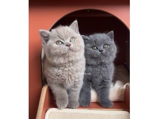 Gorgeous British Shorthair Kittens for sale