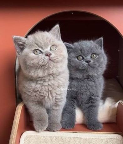 gorgeous-british-shorthair-kittens-for-sale-big-0