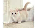 munchkin-kittens-for-sale-small-0