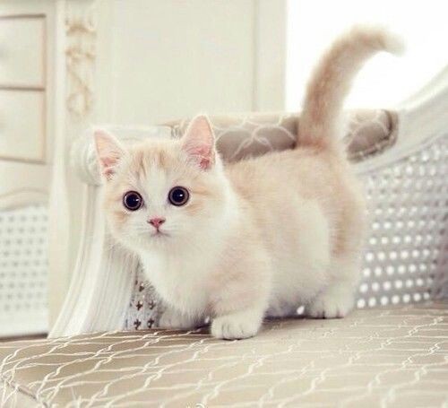 munchkin-kittens-for-sale-big-0