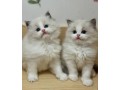 sweet-ragdoll-kittens-for-sale-small-0