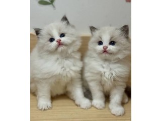 Sweet Ragdoll Kittens for sale