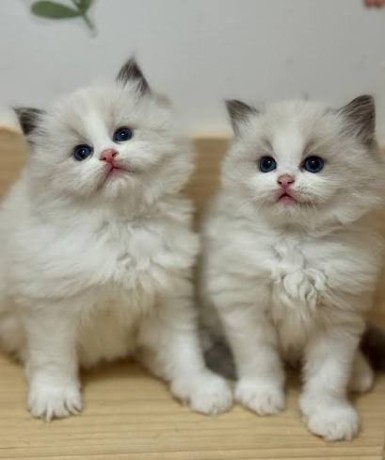 sweet-ragdoll-kittens-for-sale-big-0