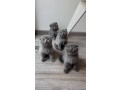 adorable-scottish-fold-kittens-for-sale-small-0