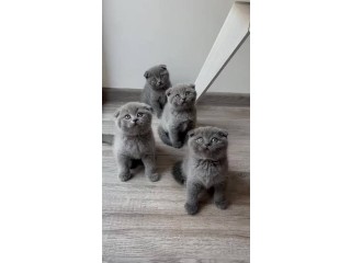 Adorable Scottish Fold Kittens for sale