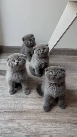 adorable-scottish-fold-kittens-for-sale-big-0
