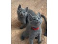 lovely-russian-blue-kittens-for-sale-small-0