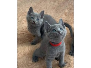 Lovely Russian Blue Kittens for sale
