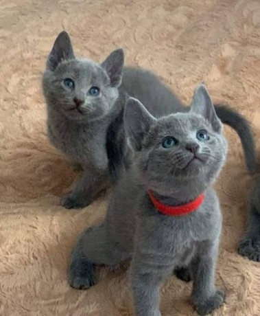 lovely-russian-blue-kittens-for-sale-big-0