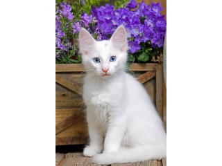 Turkish Angora Kittens for sale