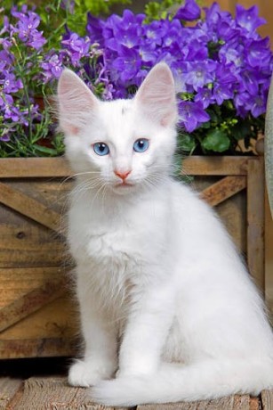 turkish-angora-kittens-for-sale-big-0
