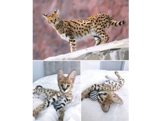 Savannah Kittens for Sale