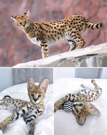 savannah-kittens-for-sale-big-0