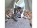 siberian-kittens-for-sale-small-0