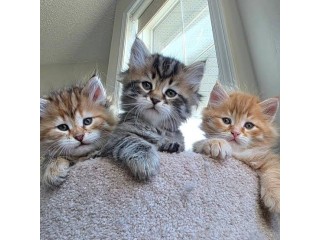 Siberian Kittens for Sale