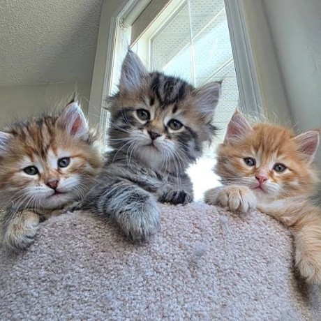 siberian-kittens-for-sale-big-0