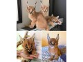 caracal-kittens-for-sale-small-0