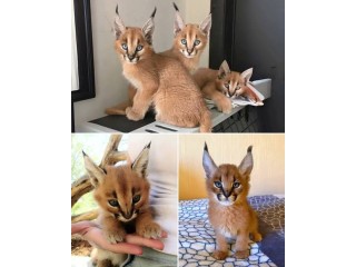 Caracal Kittens for Sale