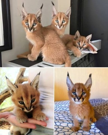 caracal-kittens-for-sale-big-0