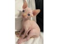 sphynx-kittens-available-now-small-0