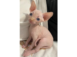 Sphynx Kittens Available now