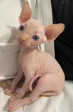 sphynx-kittens-available-now-big-0
