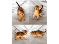 abyssinian-kittens-for-sale-small-0