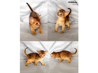 Abyssinian kittens for Sale