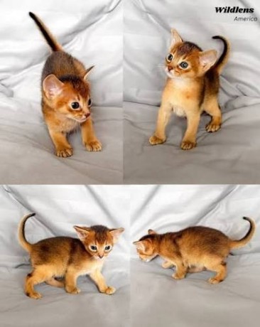 abyssinian-kittens-for-sale-big-0