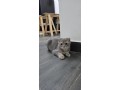 scottish-cats-for-sale-small-1