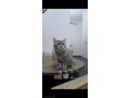 scottish-cats-for-sale-small-0