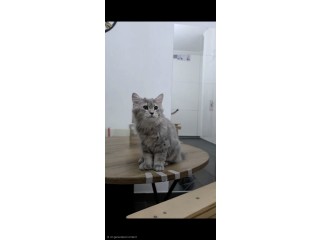 Scottish Cats for Sale
