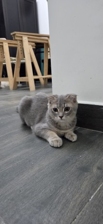 scottish-cats-for-sale-big-1