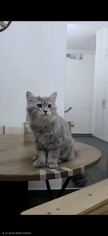 scottish-cats-for-sale-big-0
