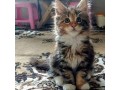 adorable-kittens-small-0